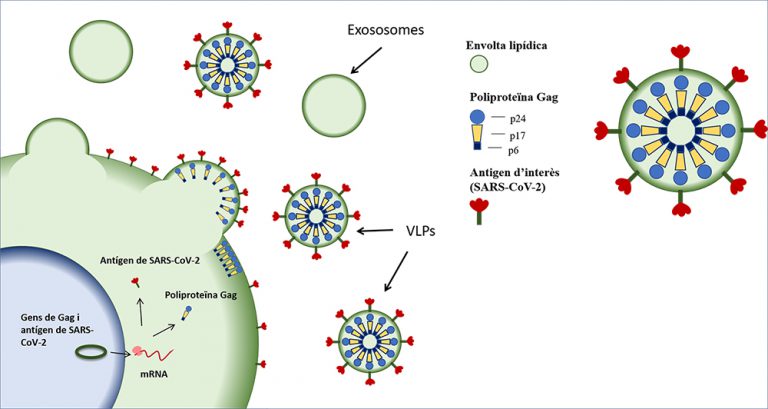 A recombinant SARS-CoV-2 vaccine | Nanbiosis